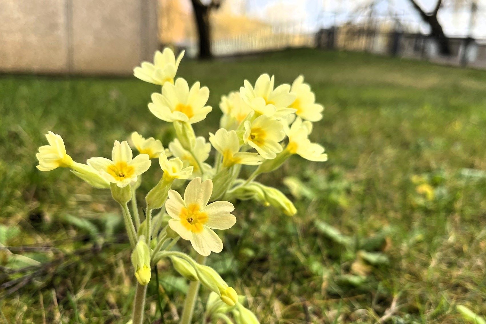 Cowslip, Campus West