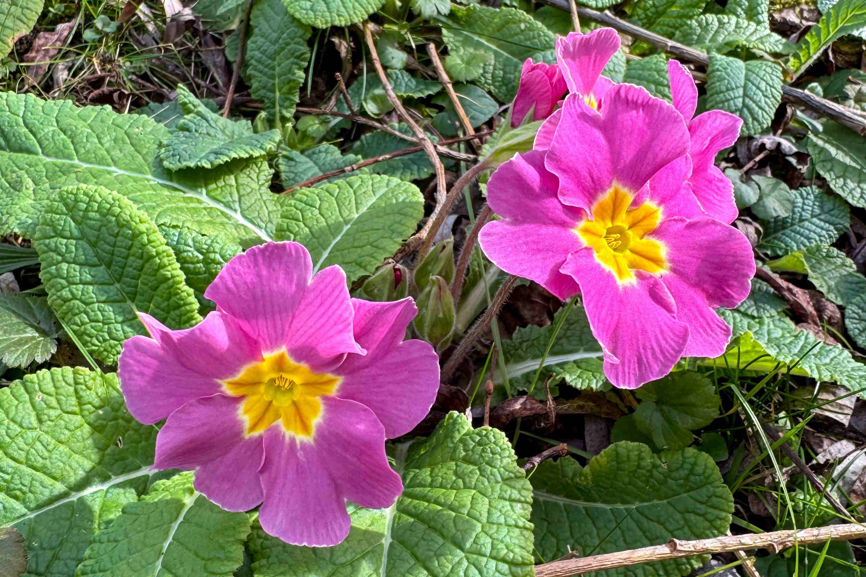 Primula, outside Central Hall on Campus West