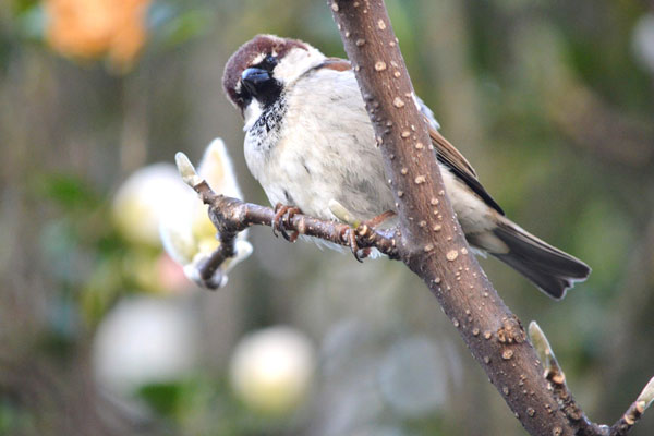 A new species of Italian Sparrow that has come into existence because of humanity