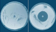Vancomycin sensitivity assay