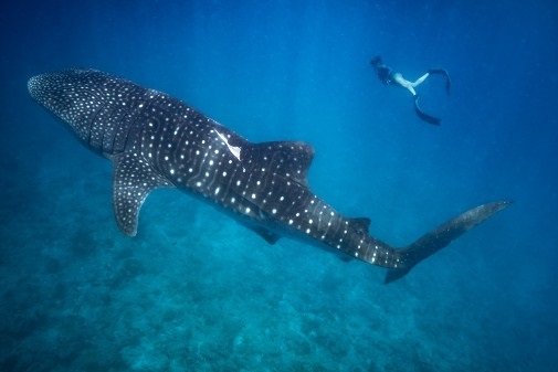whale shark
